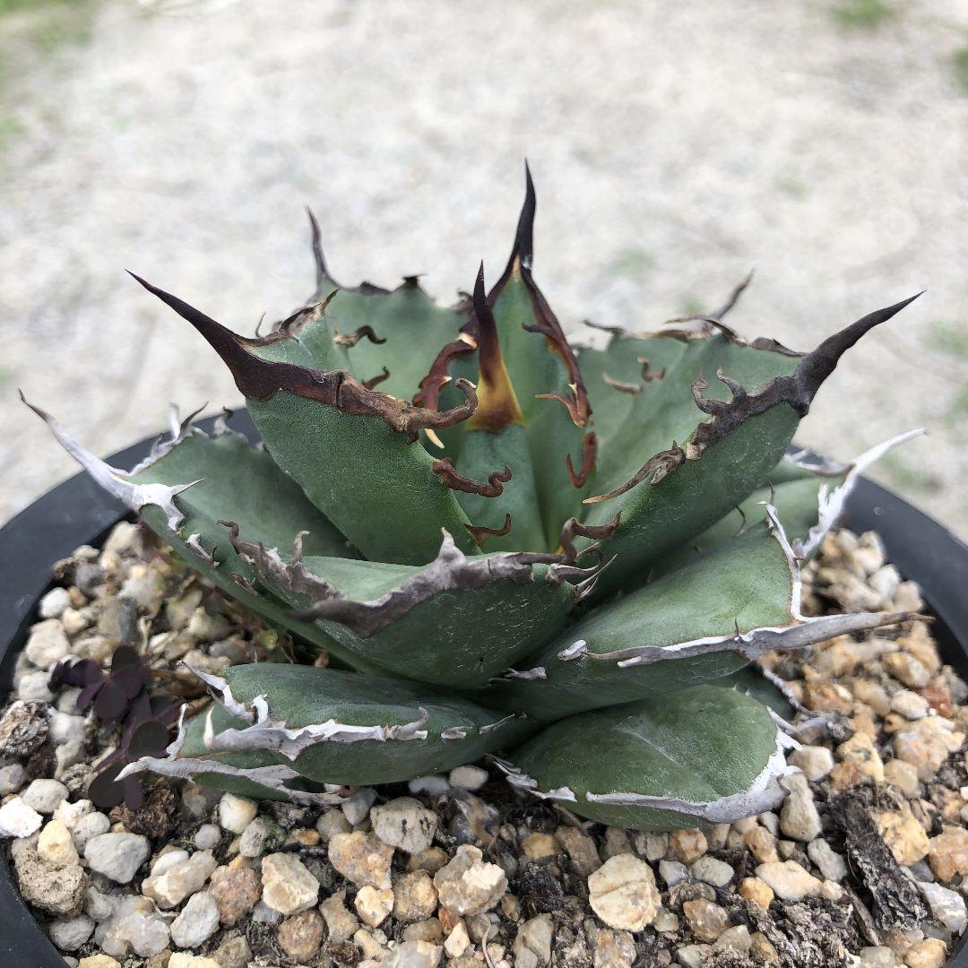 アガベ  チタノタ 黒犀牛 狂戦士 ラスト中株