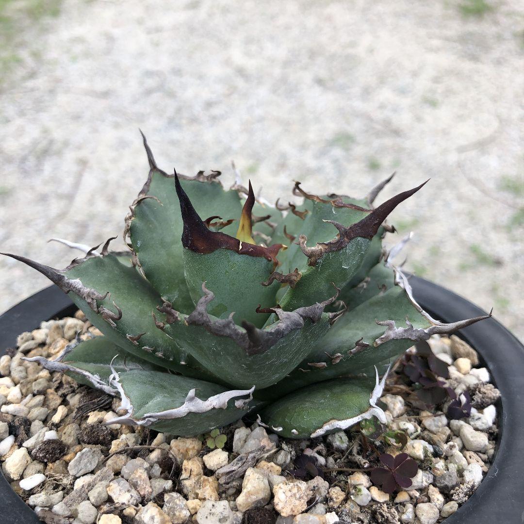 アガベ  チタノタ 黒犀牛 狂戦士 ラスト中株