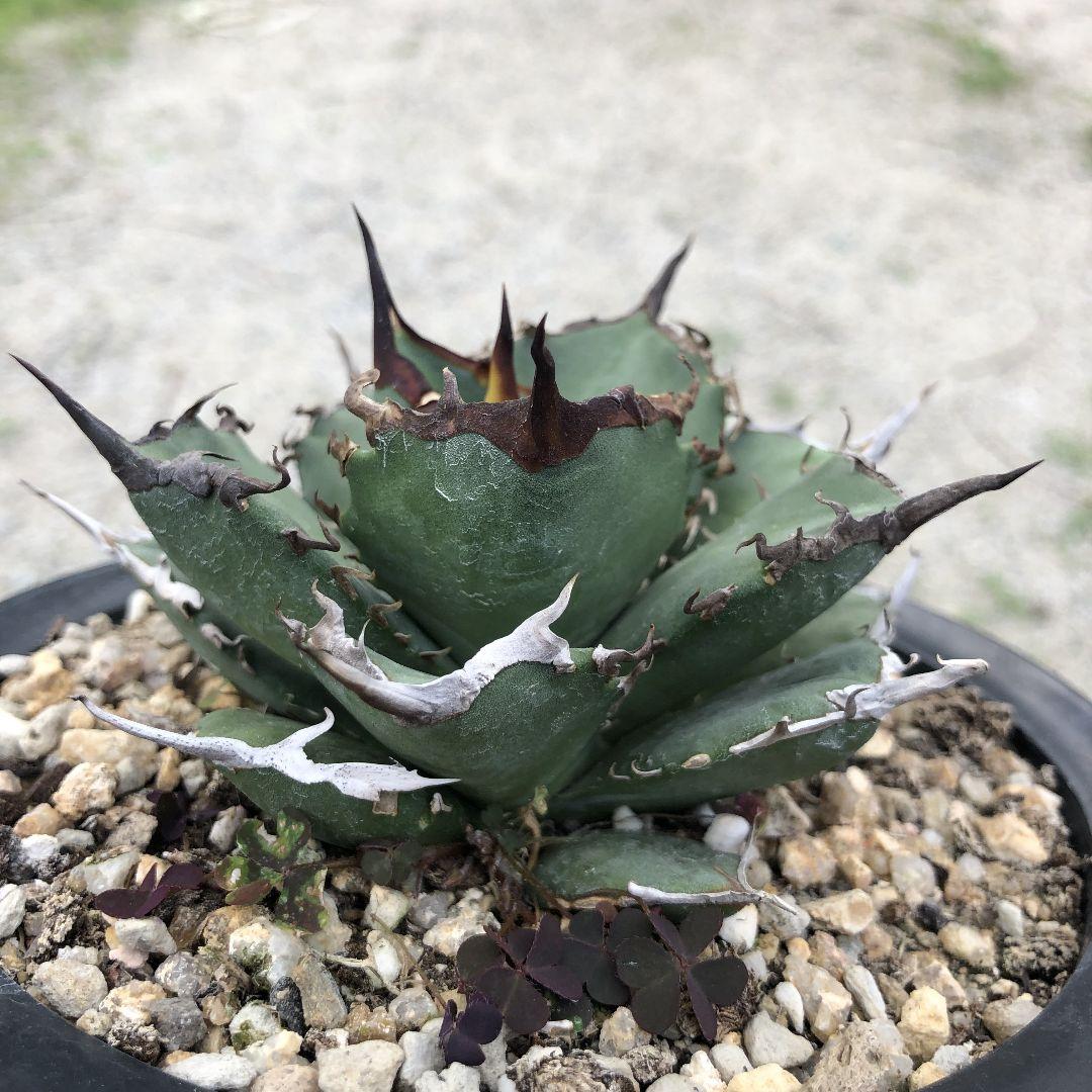 アガベ  チタノタ 黒犀牛 狂戦士 ラスト中株