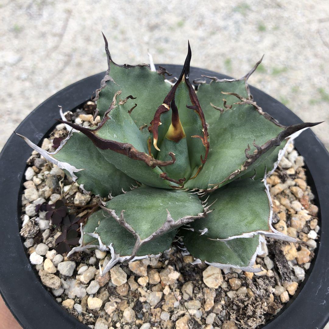 アガベ  チタノタ 黒犀牛 狂戦士 ラスト中株