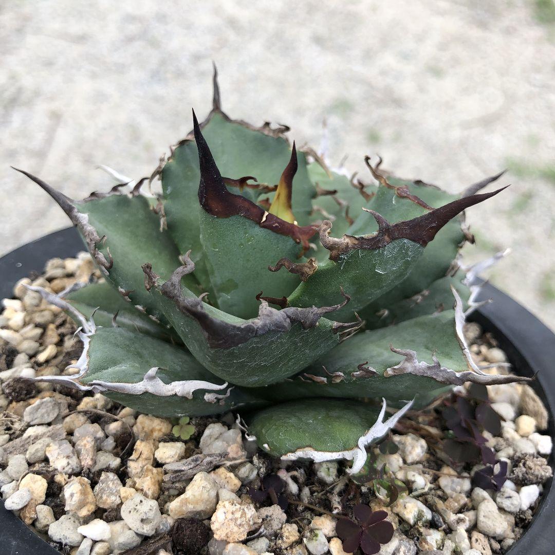 アガベ  チタノタ 黒犀牛 狂戦士 ラスト中株