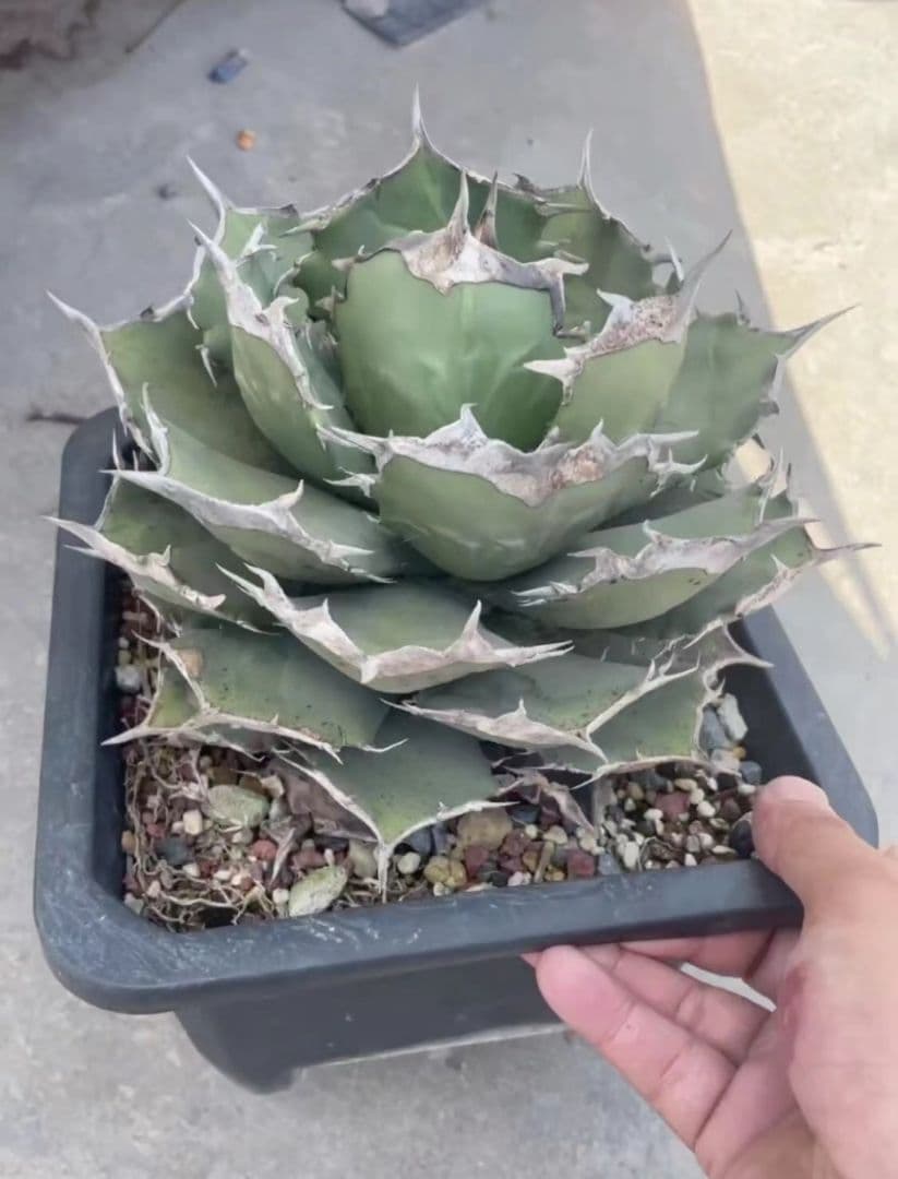 アガベ  チタノタ 黒犀牛 狂戦士 ラスト中株