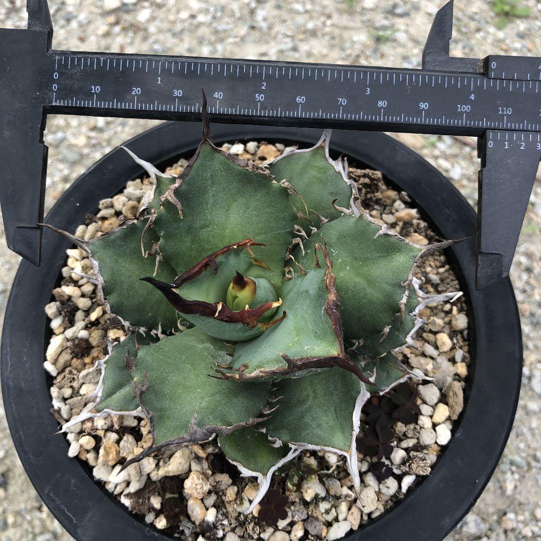 アガベ  チタノタ 黒犀牛 狂戦士 ラスト中株