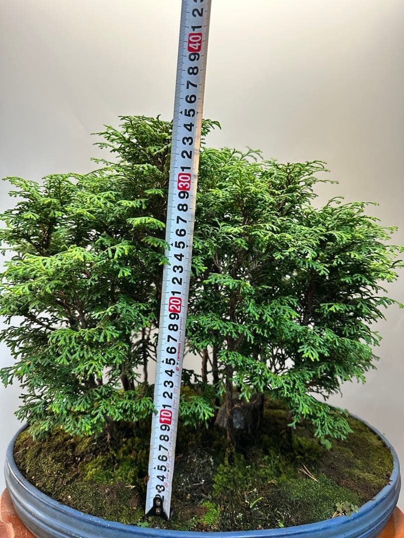 サワラ 多幹樹形盆栽 青色鉢