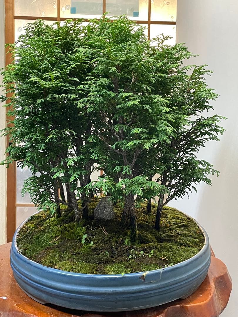 サワラ 多幹樹形盆栽 青色鉢
