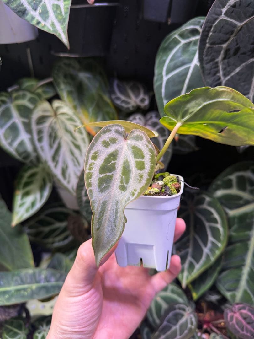 k*i様 Anthurium Red Crystallinum 多芽