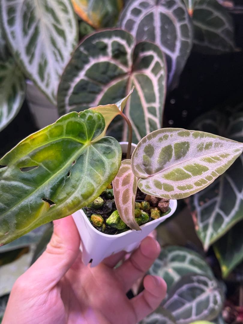 k*i様 Anthurium Red Crystallinum 多芽