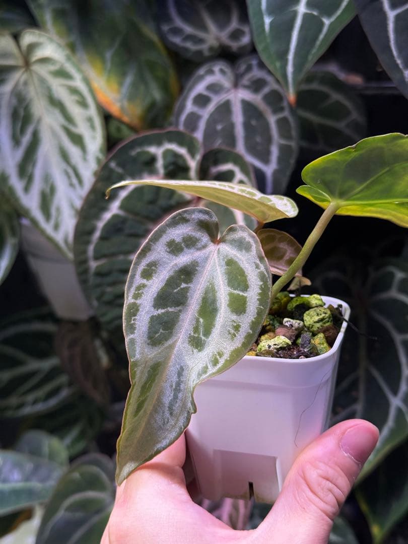 k*i様 Anthurium Red Crystallinum 多芽