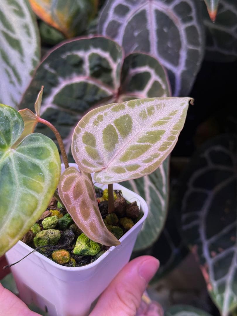 k*i様 Anthurium Red Crystallinum 多芽