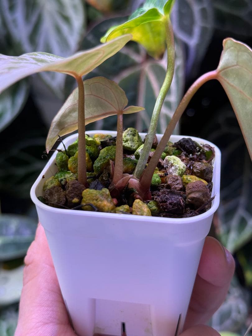 k*i様 Anthurium Red Crystallinum 多芽