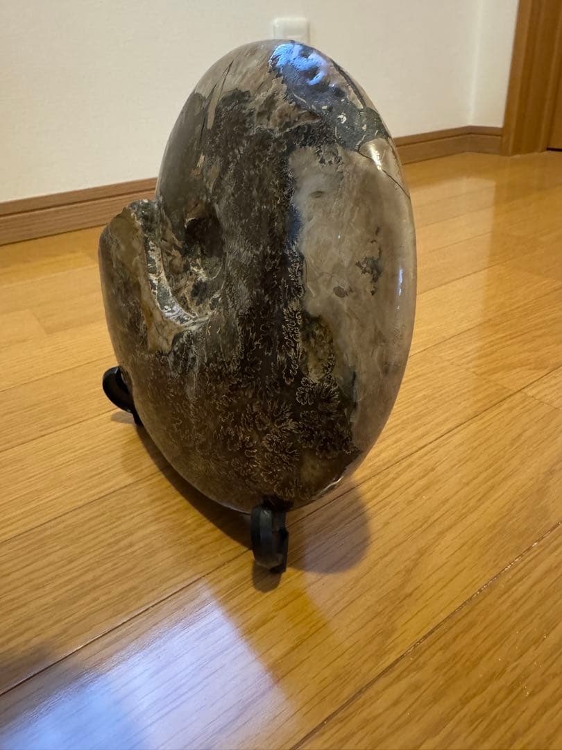 アモナイト化石 置物 スタンド付き