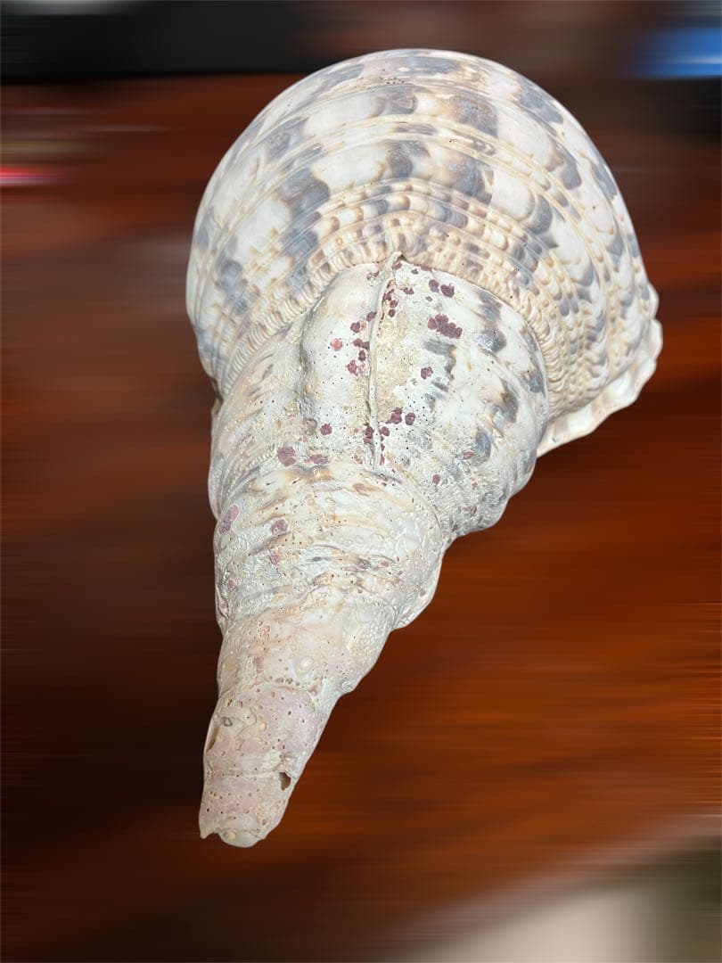 希少 法螺貝 直線34cm 沖縄 インテリア