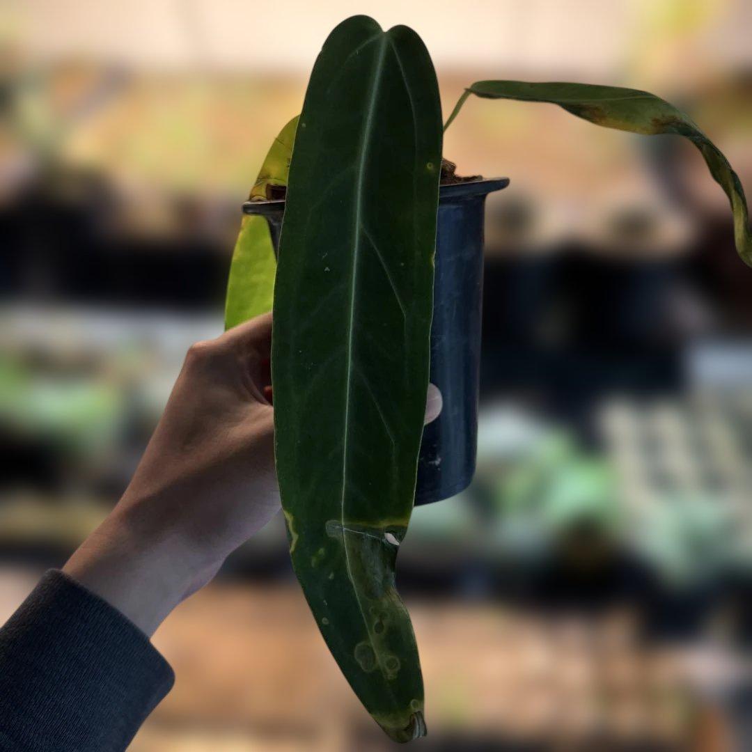 アンスリウム・ワロクアーナム 3号ロングポット ワロクアナム