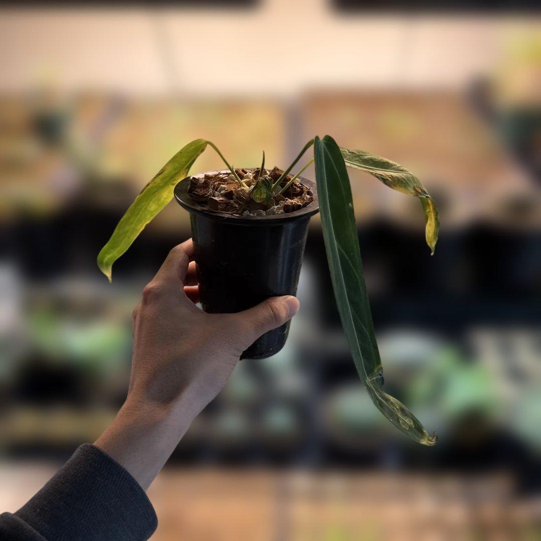 アンスリウム・ワロクアーナム 3号ロングポット ワロクアナム