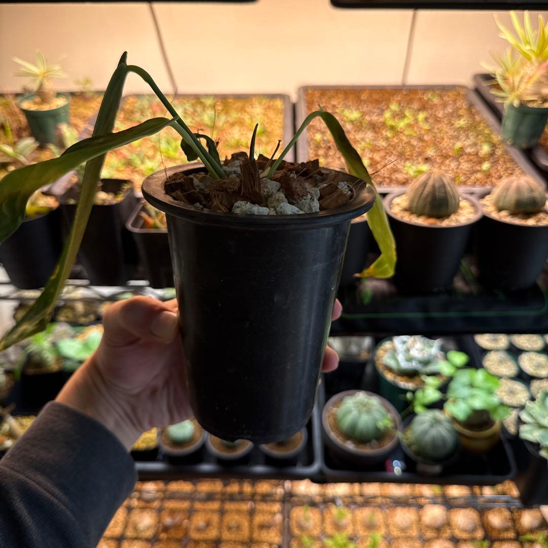 アンスリウム・ワロクアーナム 3号ロングポット ワロクアナム