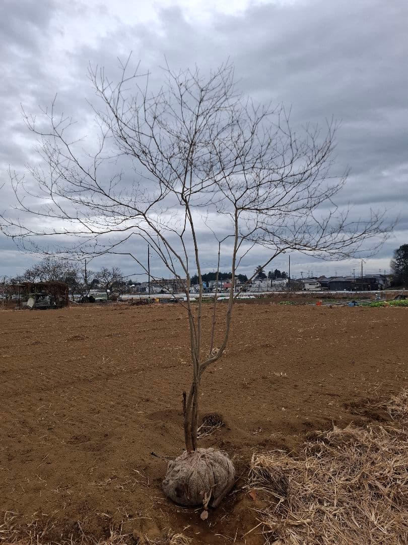 ドウダンツツジ 雑木 ――アオダモ アオハダ カエデ モミジ 山彩り ―