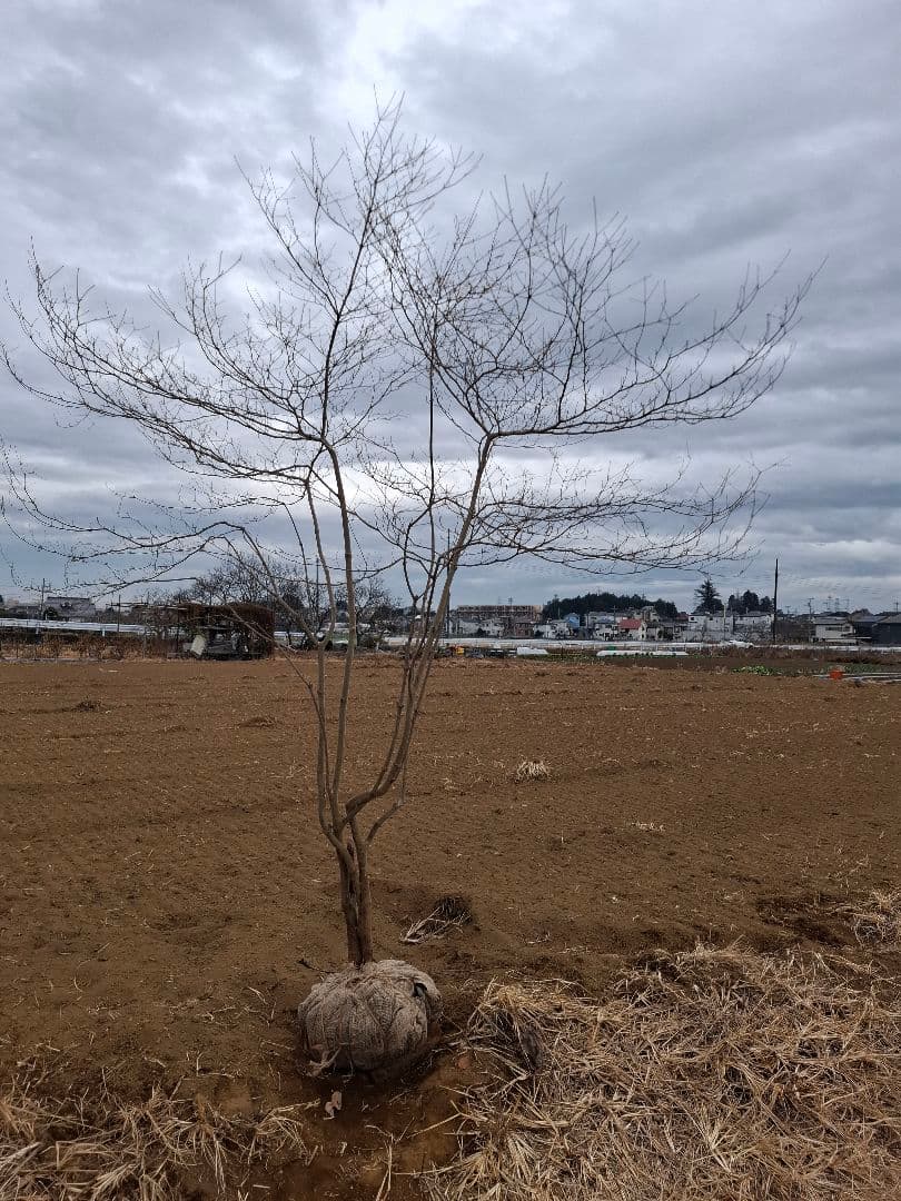 ドウダンツツジ 雑木 ――アオダモ アオハダ カエデ モミジ 山彩り ―