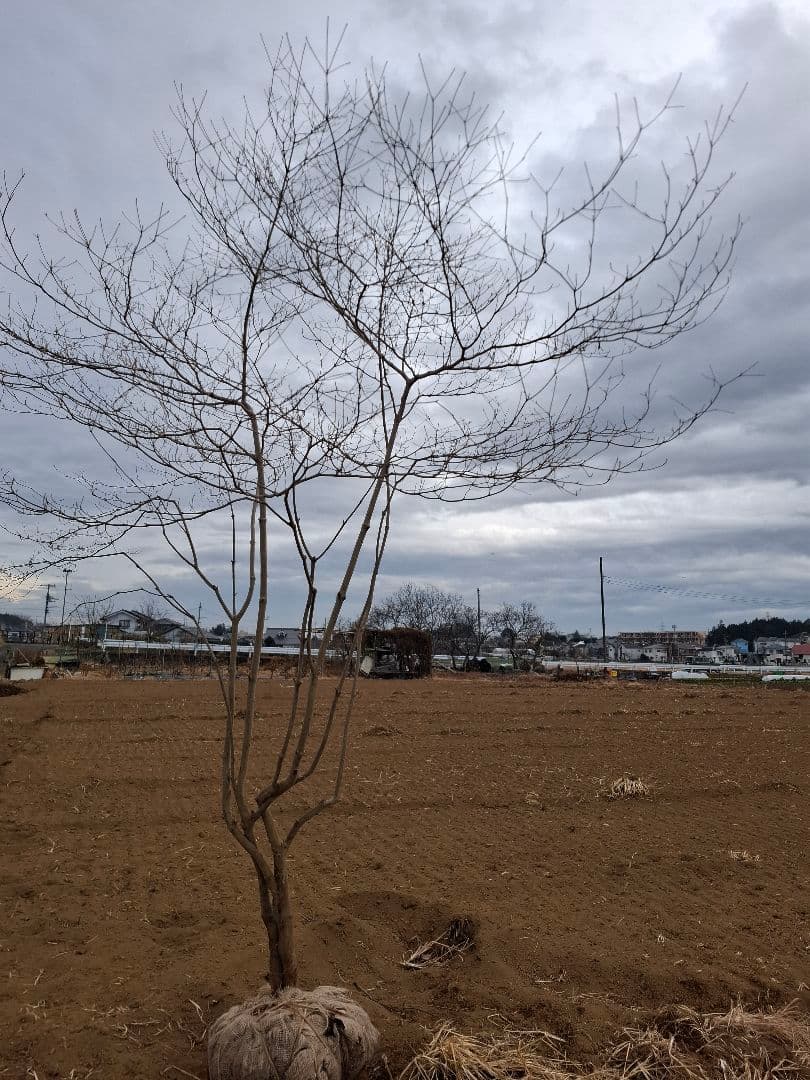 ドウダンツツジ 雑木 ――アオダモ アオハダ カエデ モミジ 山彩り ―