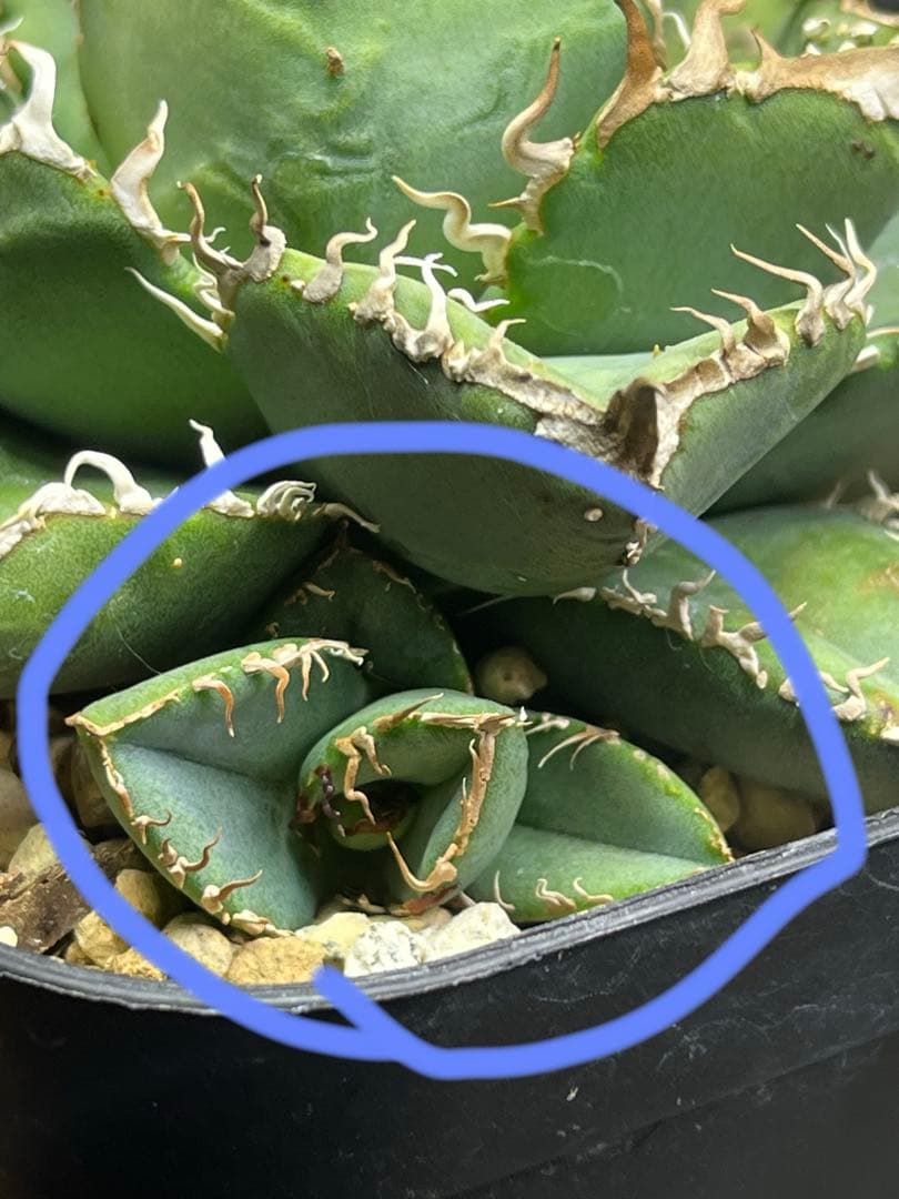 アガベ チタノタ　Dennis産　麻花　ぶつぶつ