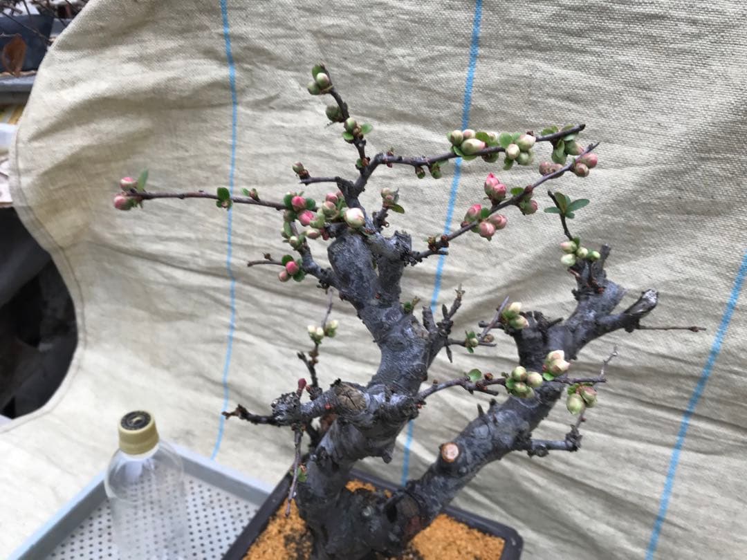 木瓜(ボケ)・放春花　安田錦　角鉢(大)(咲分け保証品)②