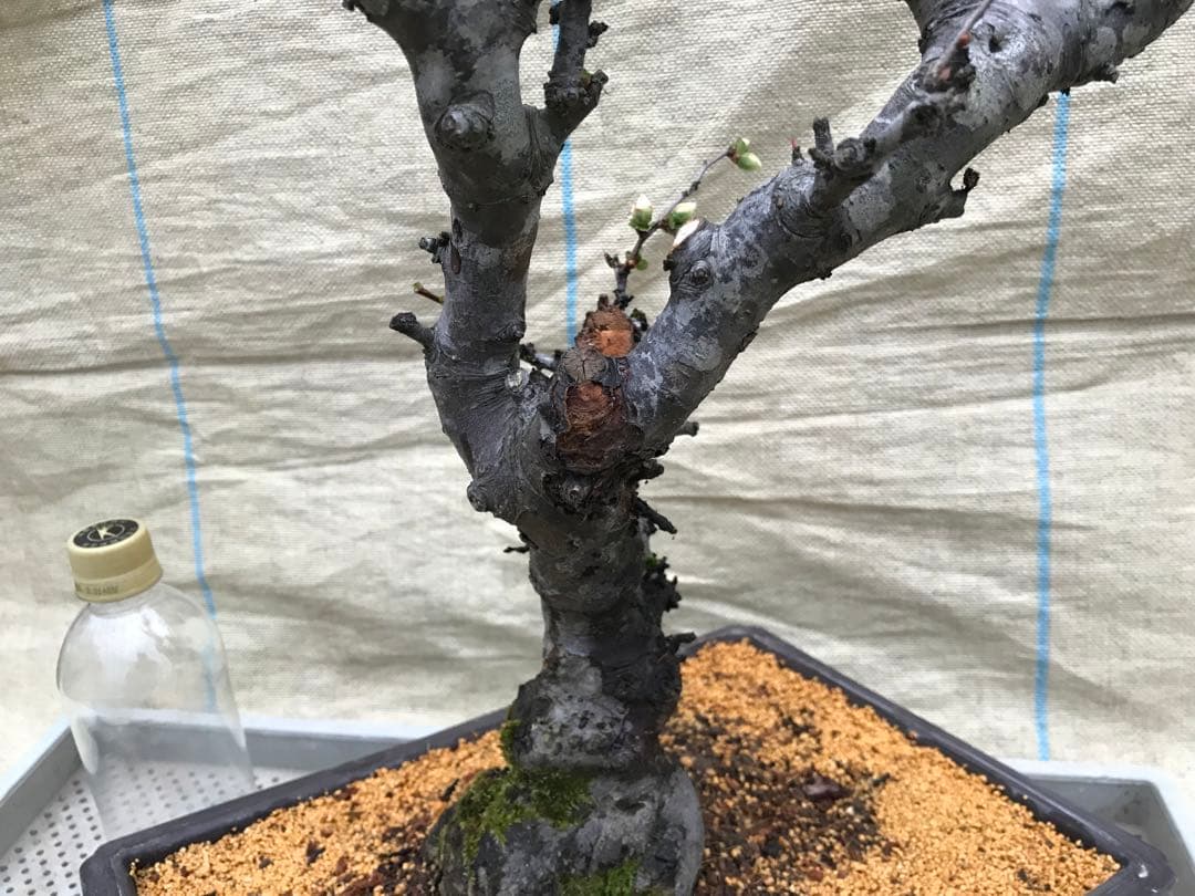 木瓜(ボケ)・放春花　安田錦　角鉢(大)(咲分け保証品)②