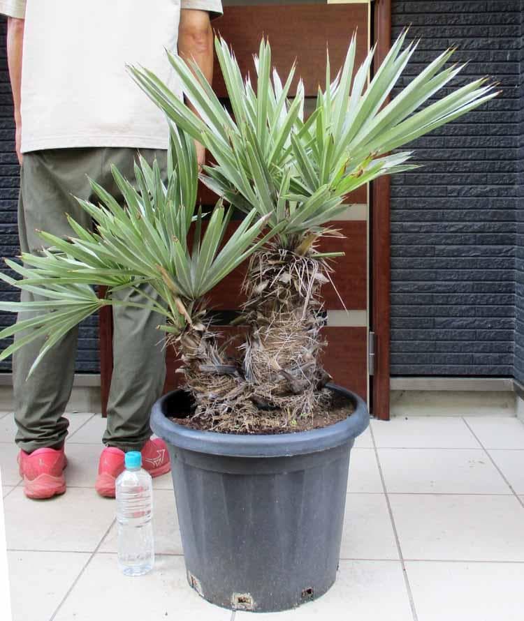 【現品】トリスリナックス・カンペストリス　ロックガーデン　椰子　13号相当　H5