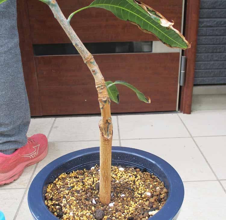 【現品】マンゴーの木　ジル　ZILL　大株　8号　B9番