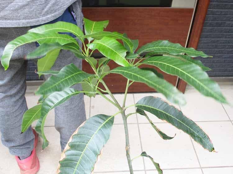 【現品】マンゴーの木　ジル　ZILL　大株　8号　B9番