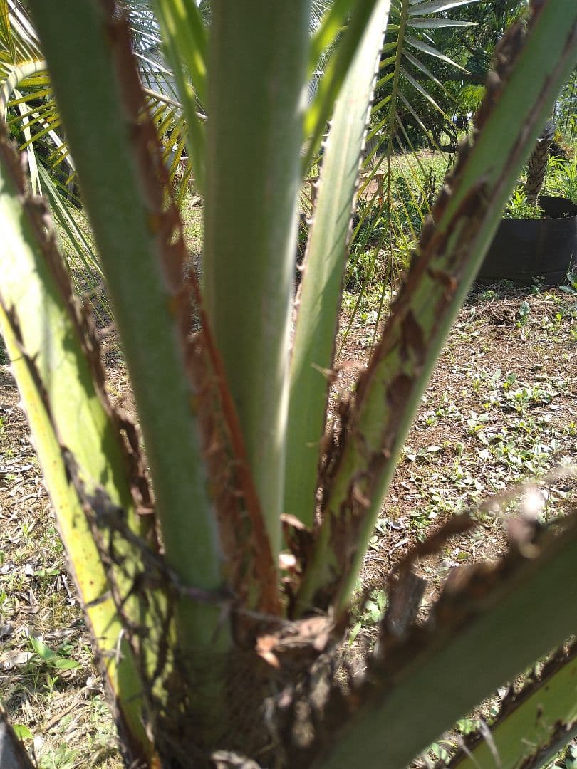 ココスヤシ 引き取り限定