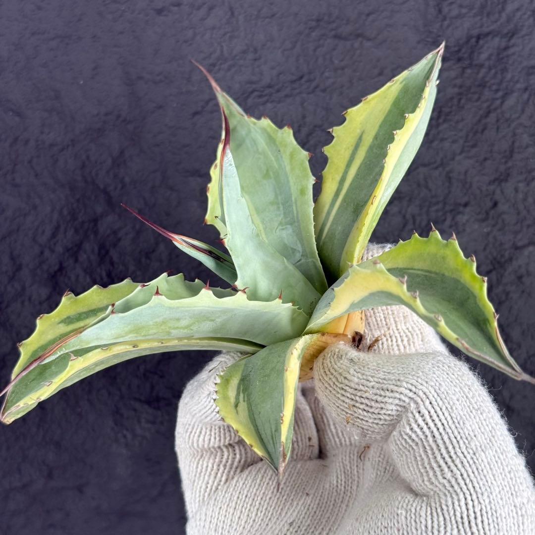 2*F様 【アガベ オバティフォリア“オルカ”】地植え/-18℃まで/極上　L2