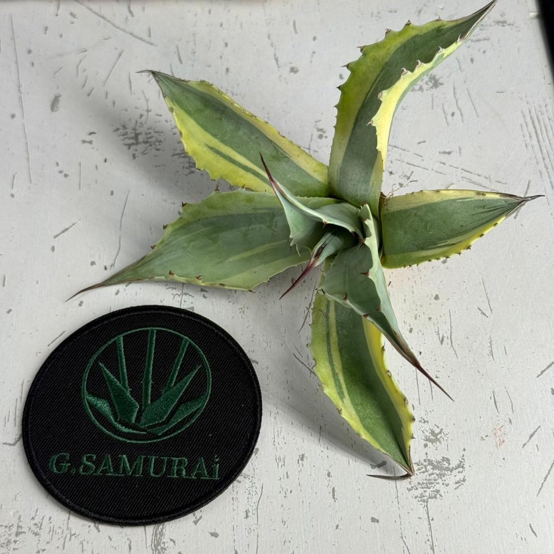 2*F様 【アガベ オバティフォリア“オルカ”】地植え/-18℃まで/極上　L2