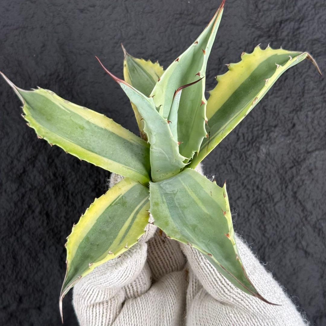 2*F様 【アガベ オバティフォリア“オルカ”】地植え/-18℃まで/極上　L2