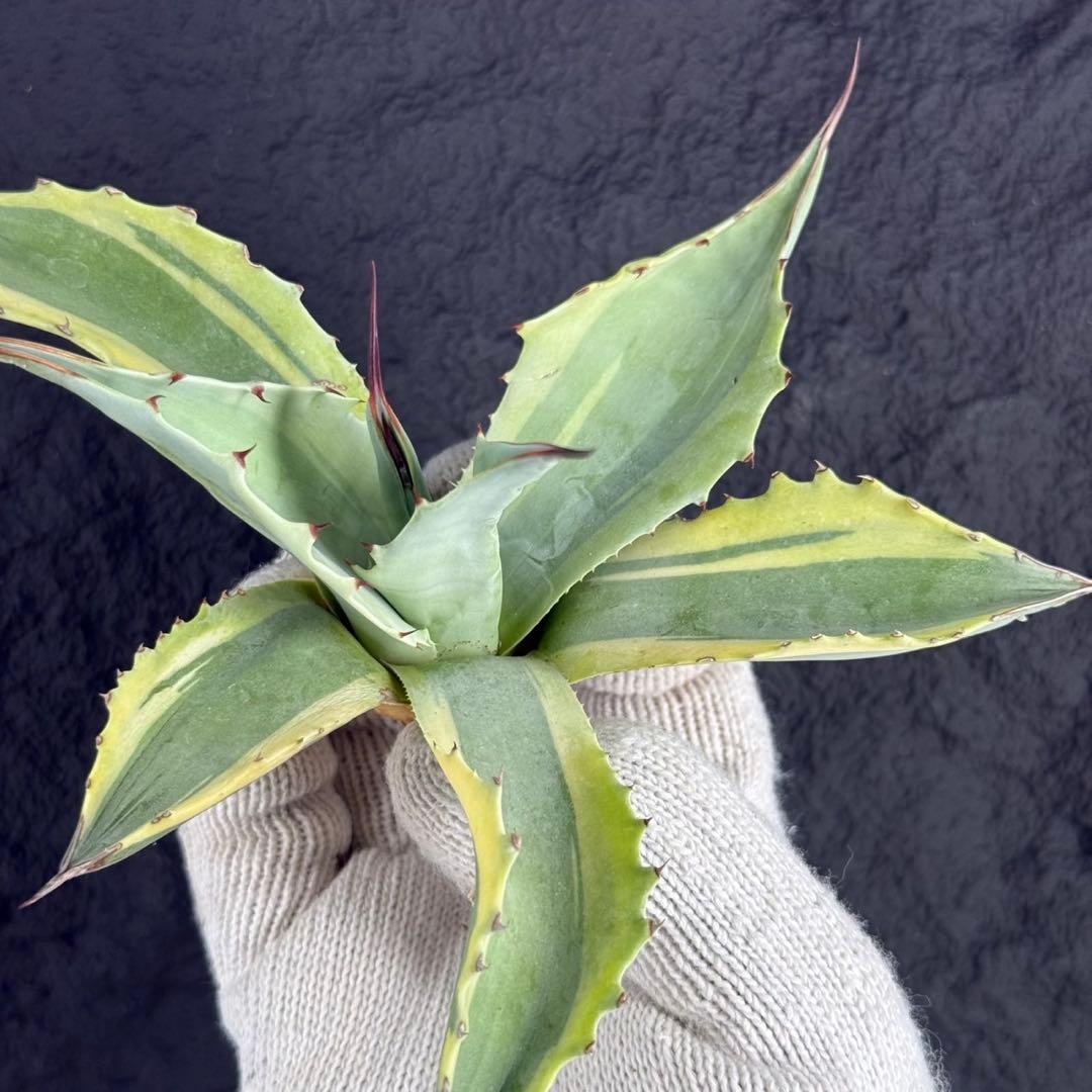 2*F様 【アガベ オバティフォリア“オルカ”】地植え/-18℃まで/極上　L2