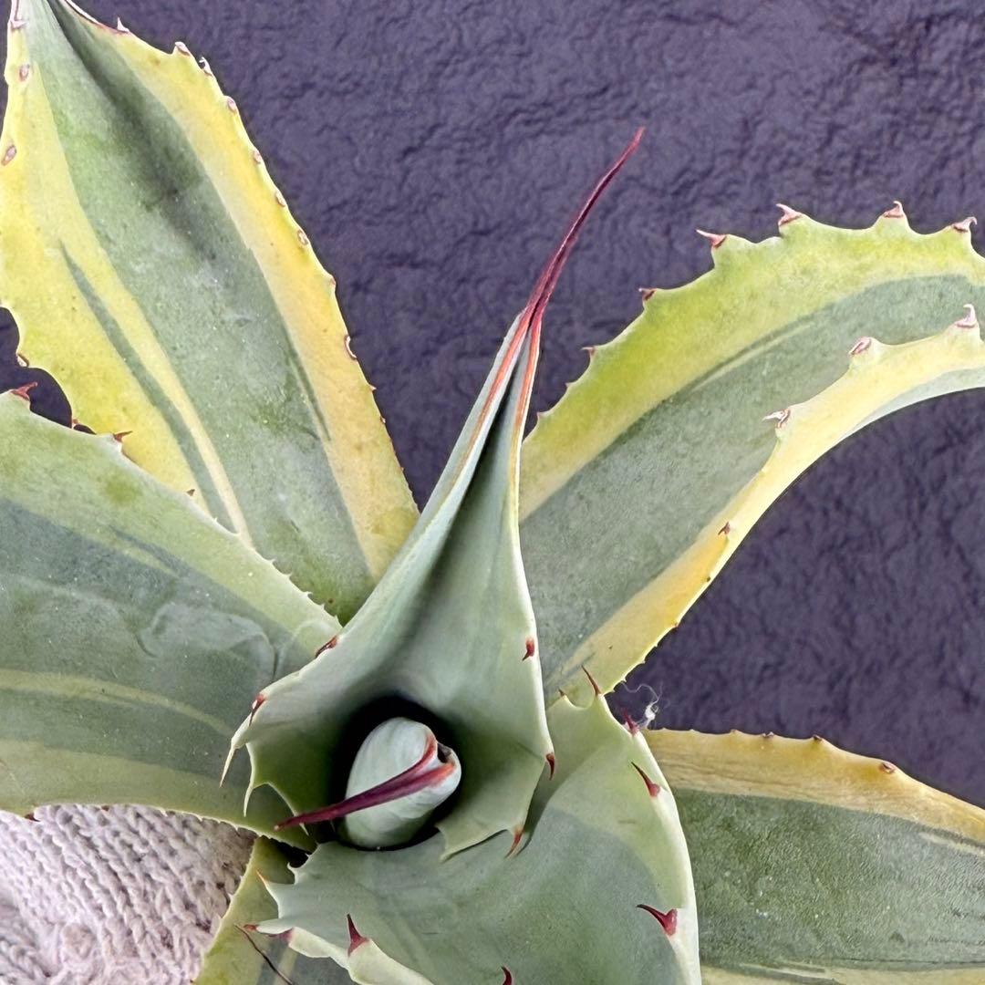 2*F様 【アガベ オバティフォリア“オルカ”】地植え/-18℃まで/極上　L2