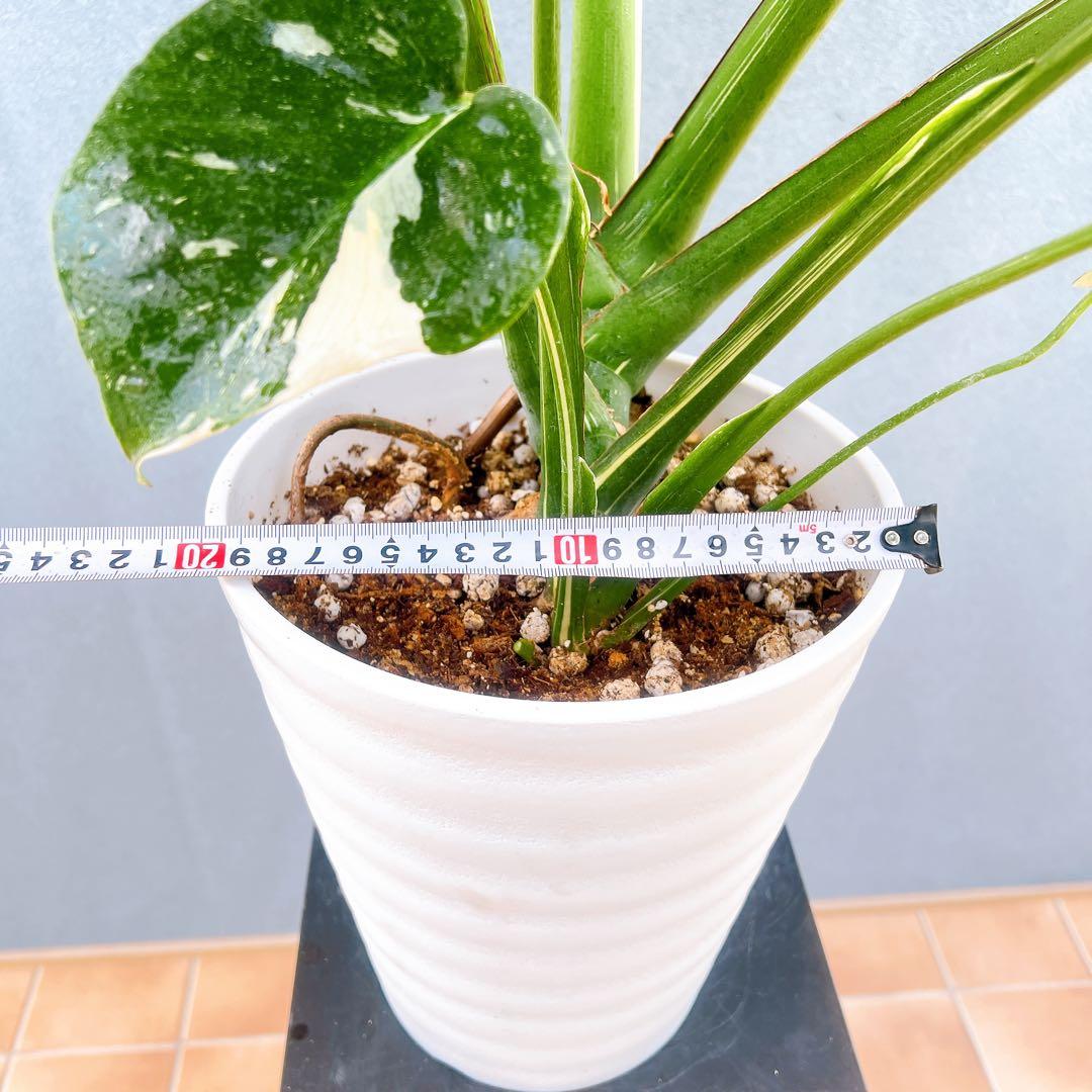 現品　モンステラ　デリシオーサ　斑入り　33番　バリエガータ　モンステラ斑入り