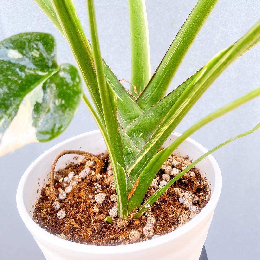 現品　モンステラ　デリシオーサ　斑入り　33番　バリエガータ　モンステラ斑入り