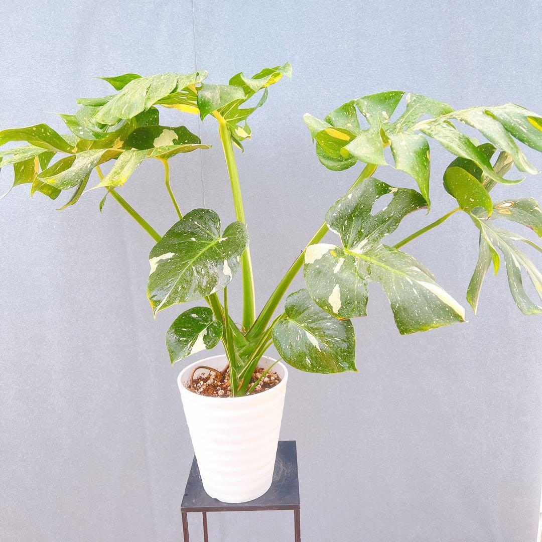 現品　モンステラ　デリシオーサ　斑入り　33番　バリエガータ　モンステラ斑入り