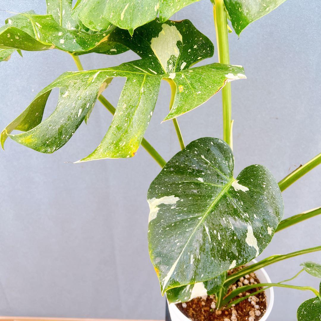 現品　モンステラ　デリシオーサ　斑入り　33番　バリエガータ　モンステラ斑入り