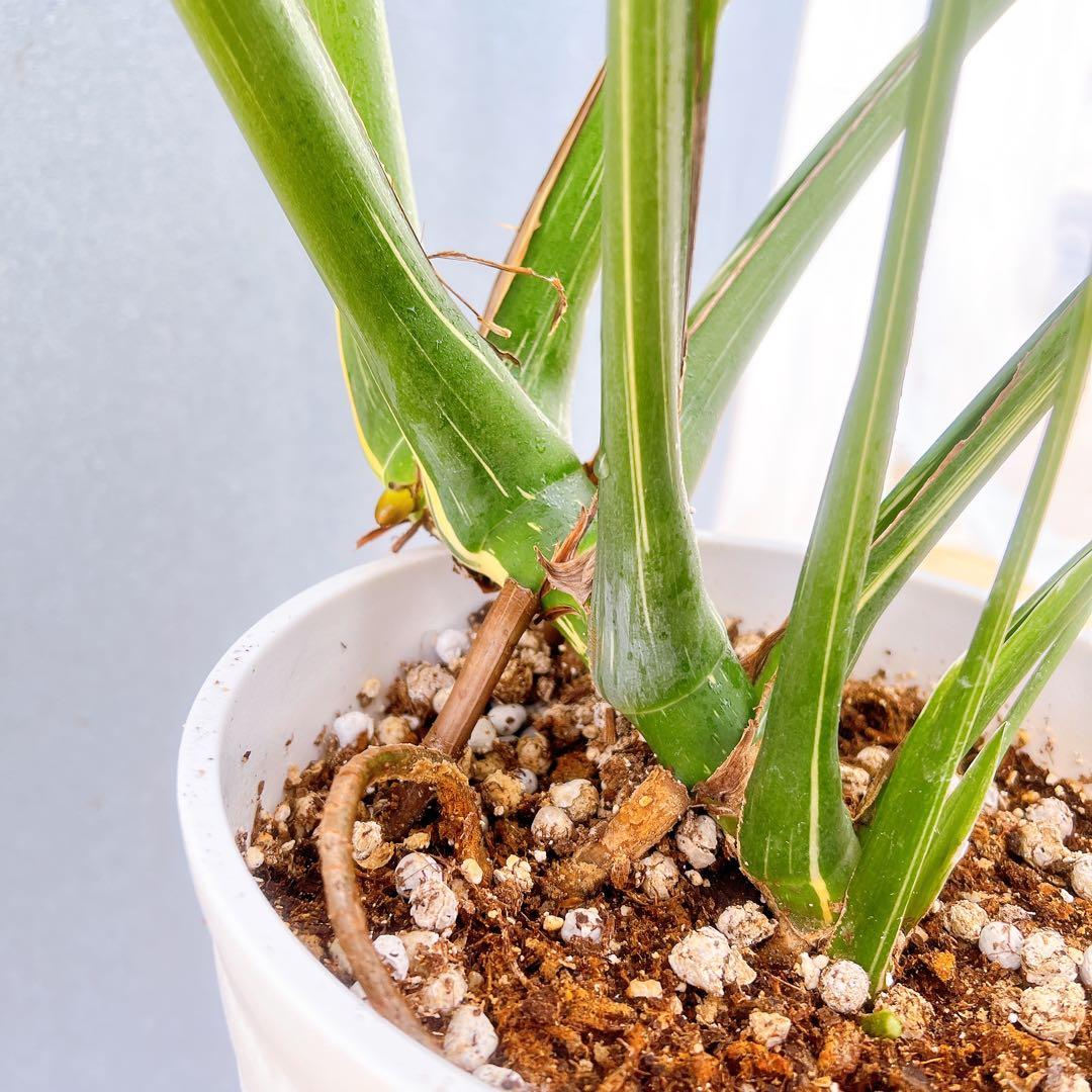 現品　モンステラ　デリシオーサ　斑入り　33番　バリエガータ　モンステラ斑入り