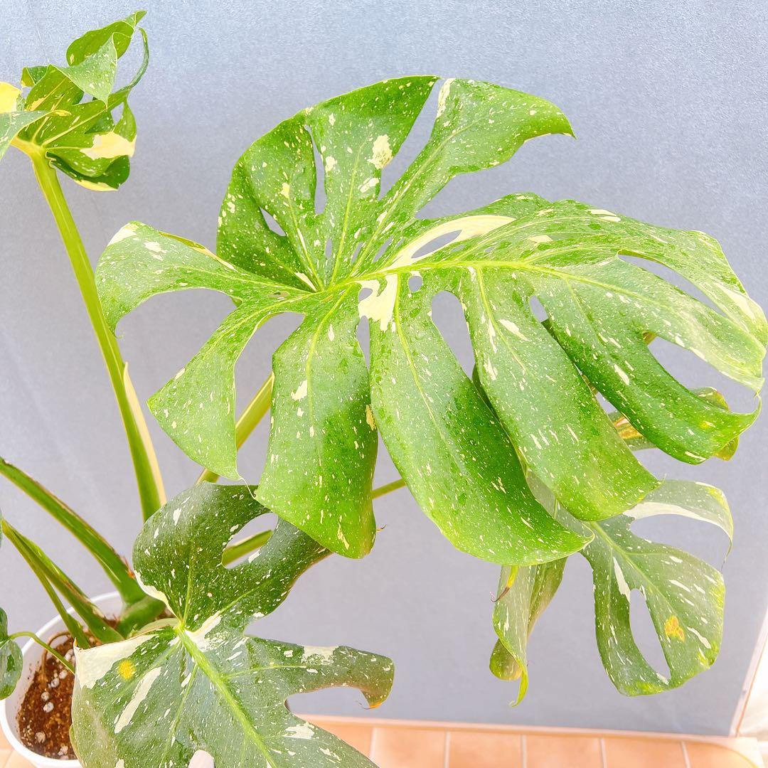 現品　モンステラ　デリシオーサ　斑入り　33番　バリエガータ　モンステラ斑入り