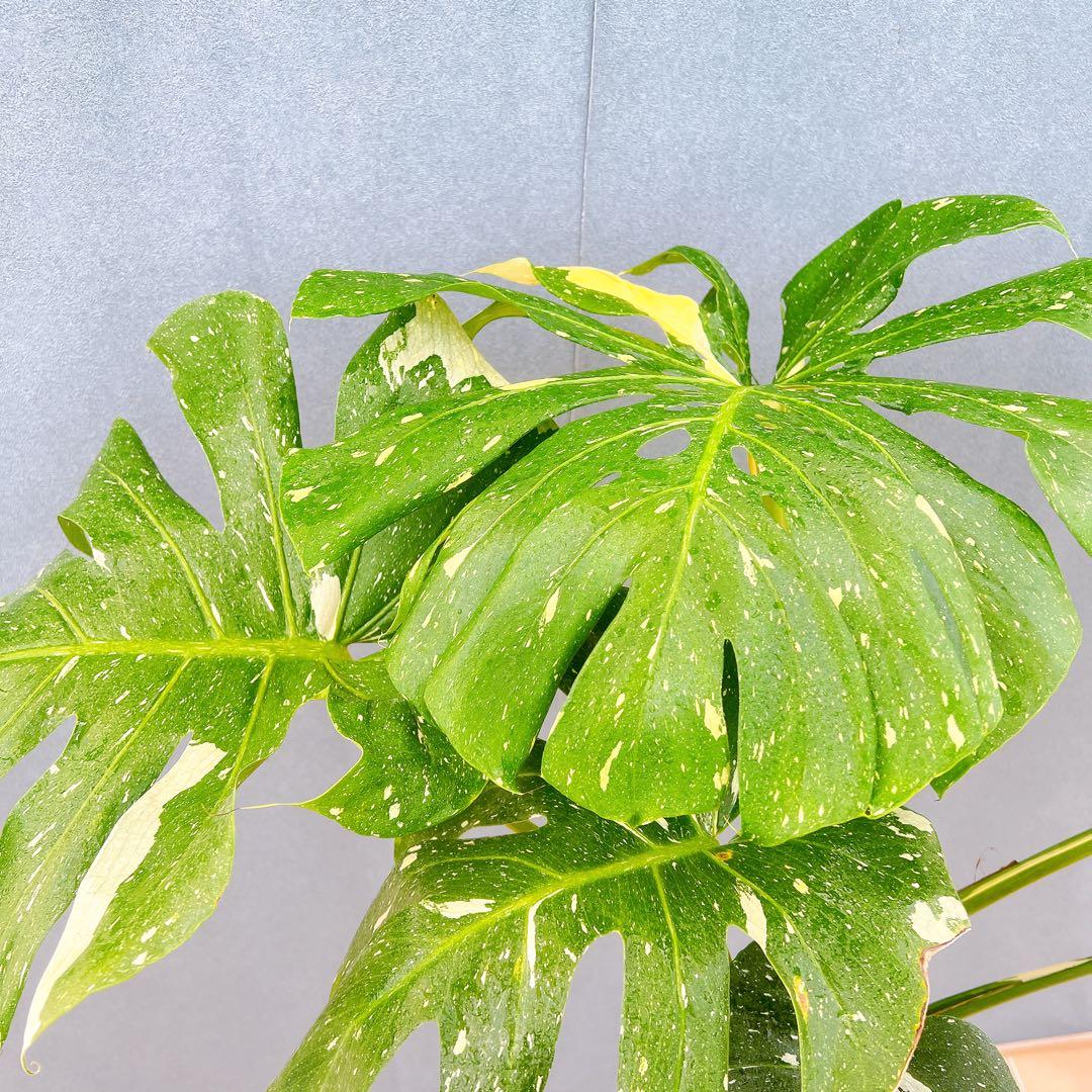 現品　モンステラ　デリシオーサ　斑入り　33番　バリエガータ　モンステラ斑入り