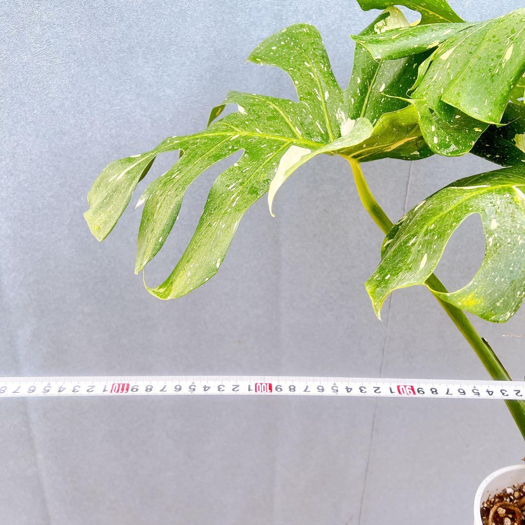 現品　モンステラ　デリシオーサ　斑入り　33番　バリエガータ　モンステラ斑入り