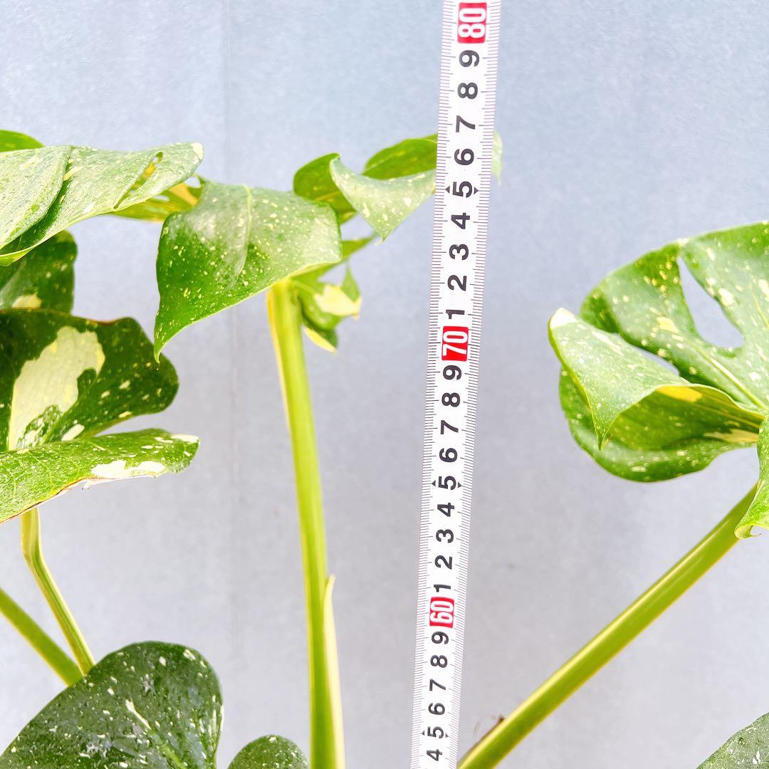 現品　モンステラ　デリシオーサ　斑入り　33番　バリエガータ　モンステラ斑入り