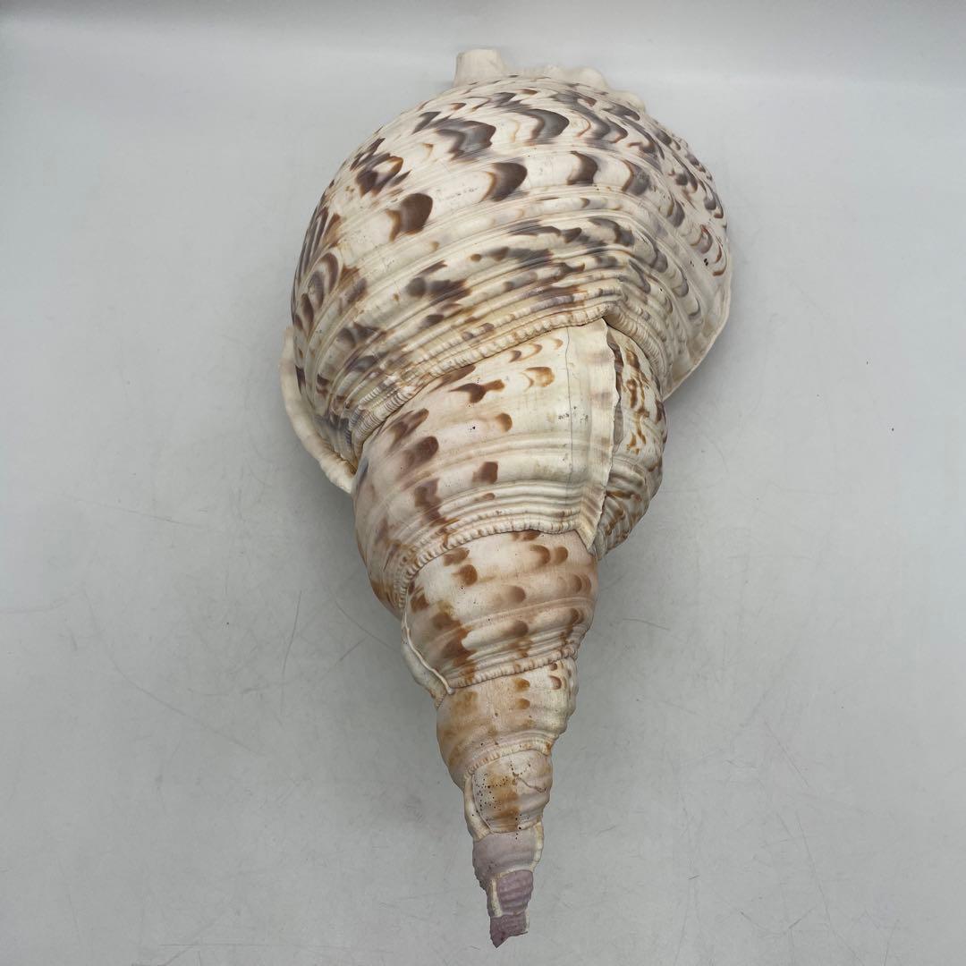 特大 法螺貝 山伏 無量寿経 法華経 螺役 戦国時代 ホラガイ科 和楽器