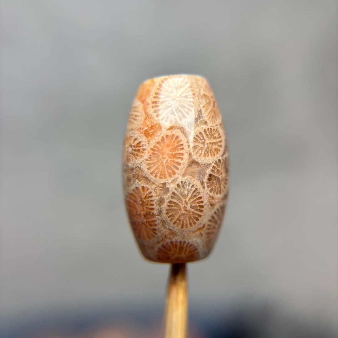 あずきちゃんフォッシルコーラル　天珠　1-284