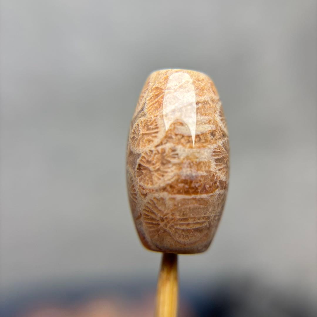 あずきちゃんフォッシルコーラル　天珠　1-284