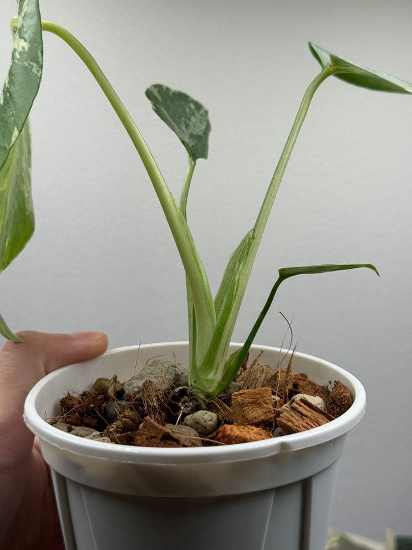 モンステラ デリシオーサ ベトシオーサ 順化済み 斑入り - メルカリ