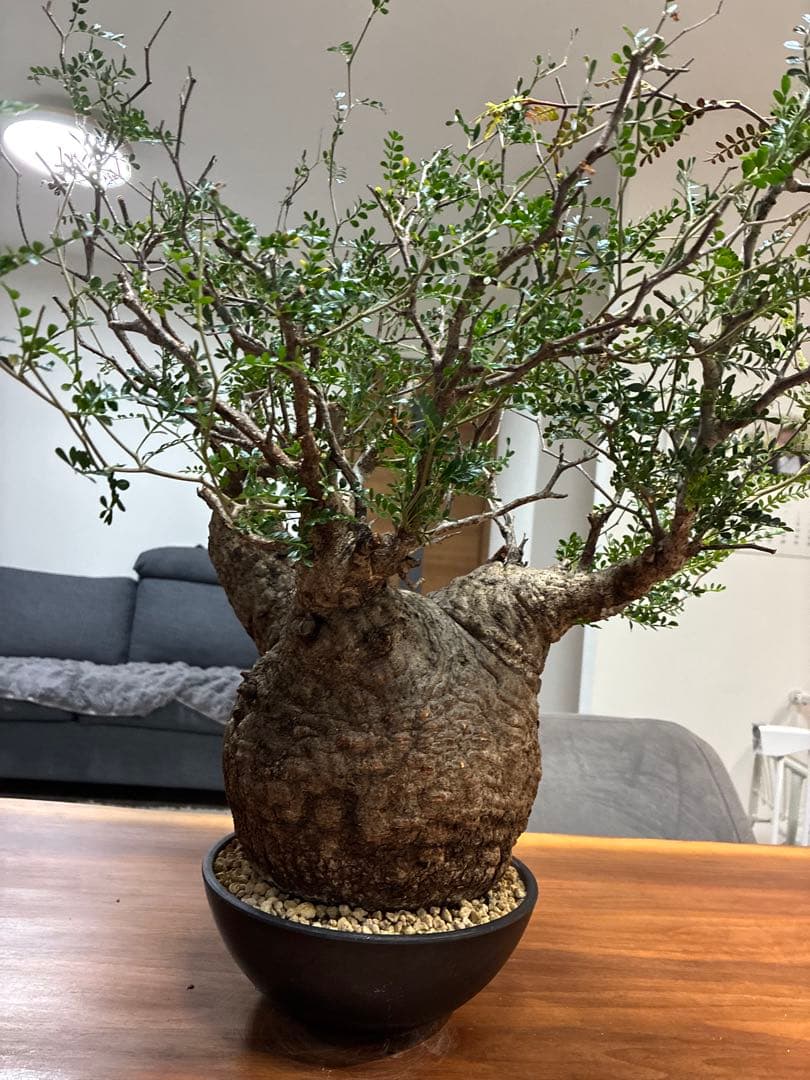 オペルクリカリア パキプス　発根済み　まん丸スペシャル株