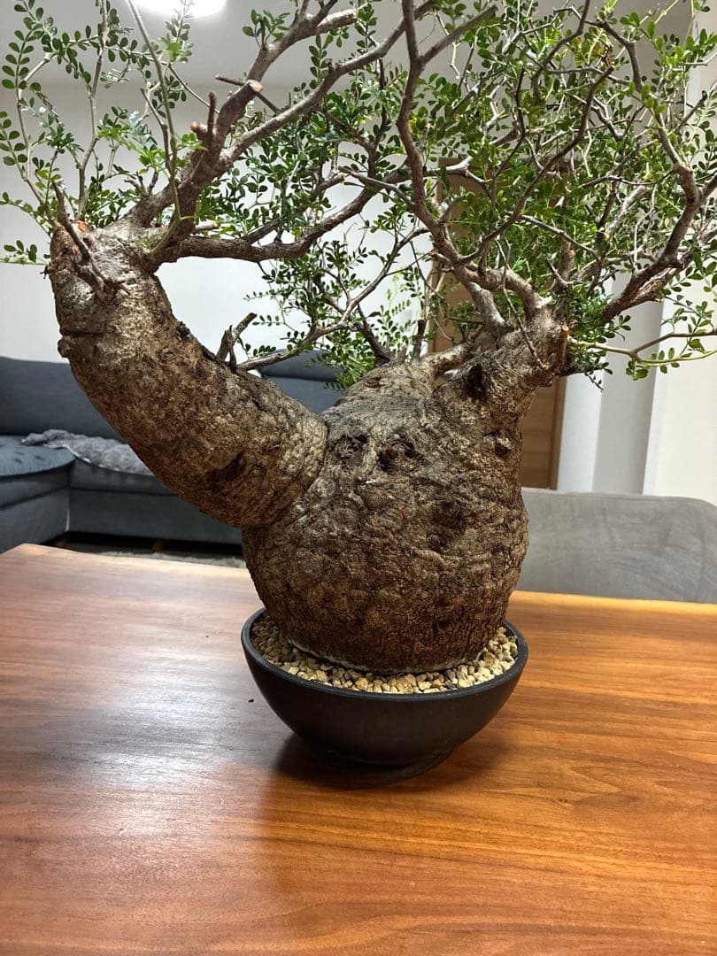 オペルクリカリア パキプス　発根済み　まん丸スペシャル株