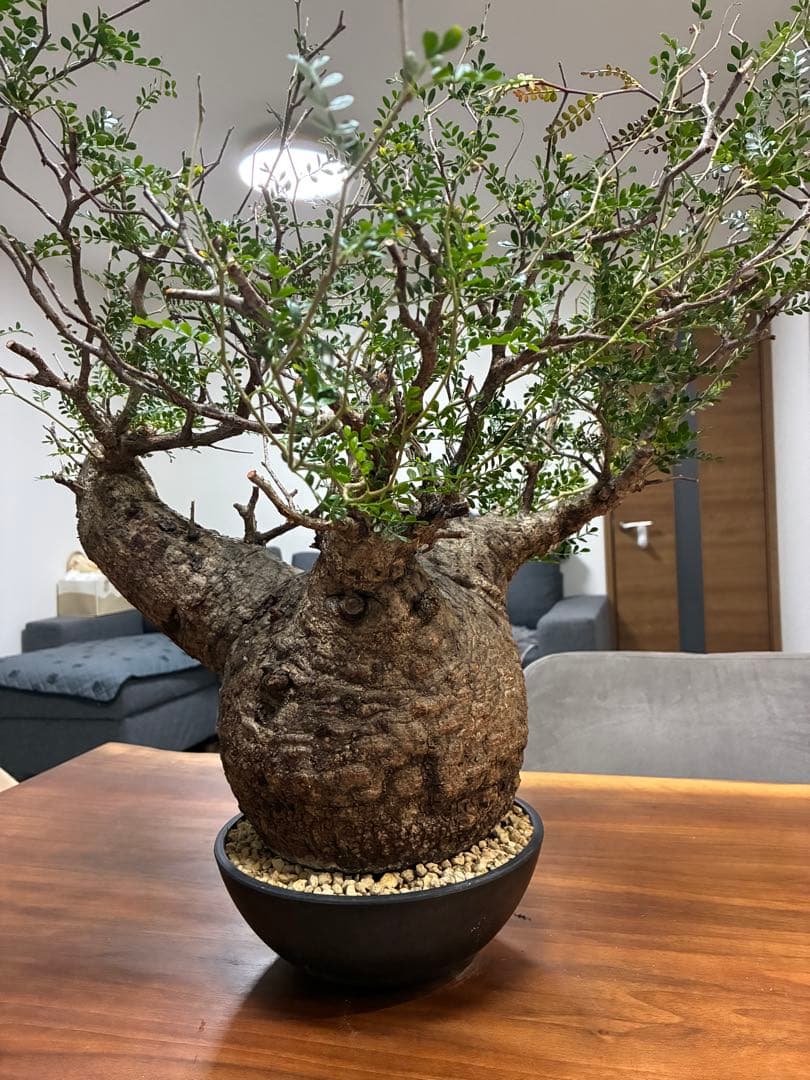 オペルクリカリア パキプス　発根済み　まん丸スペシャル株